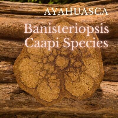 Banisteriopsis Caapi