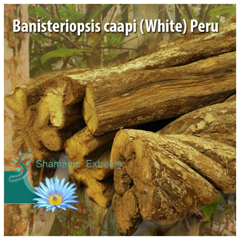 Banisteriopsis caapi WHITE Peru