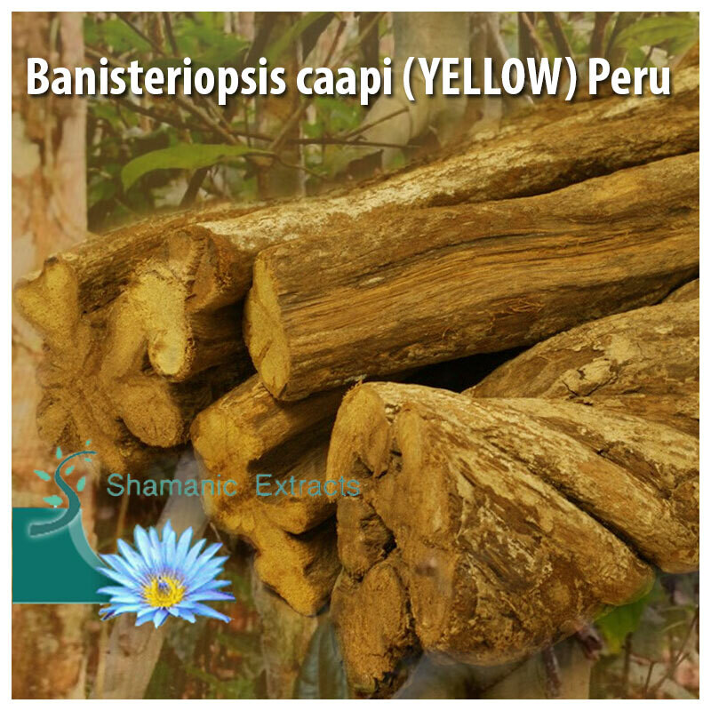 Banisteriopsis caapi YELLOW Peru