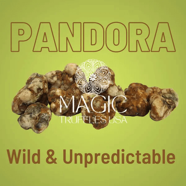 Psilocybe Pandora