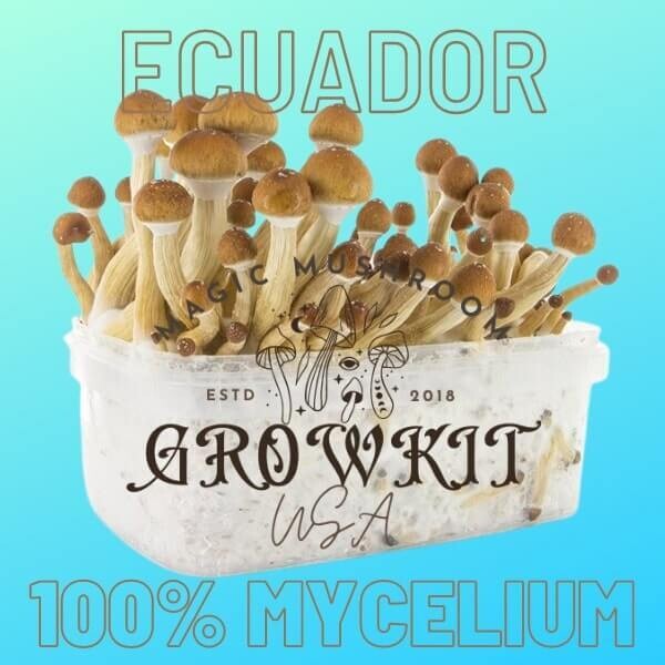 Ecuador Magic Mushroom Grow Kit