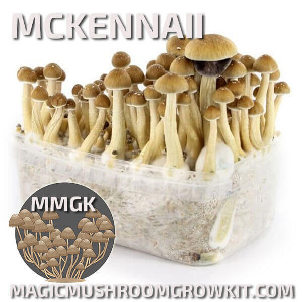 Mushroom Grow Kit McKennaii