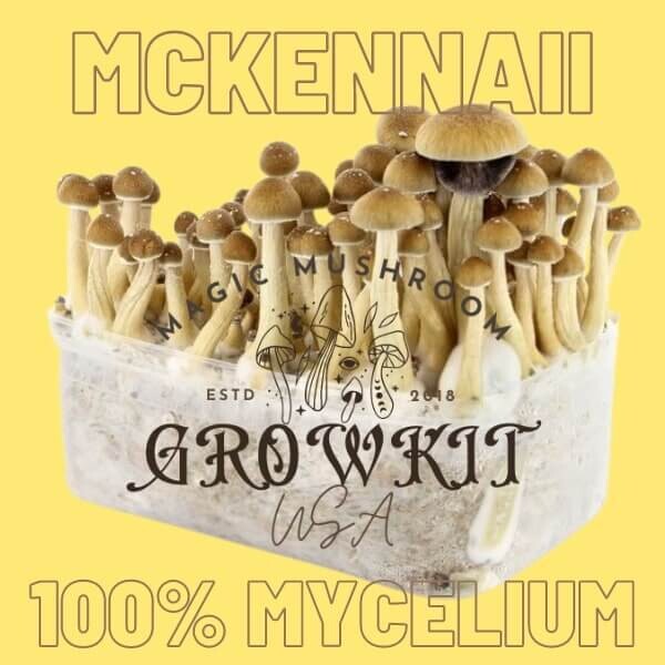 McKennaii Magic Mushroom Grow Kit