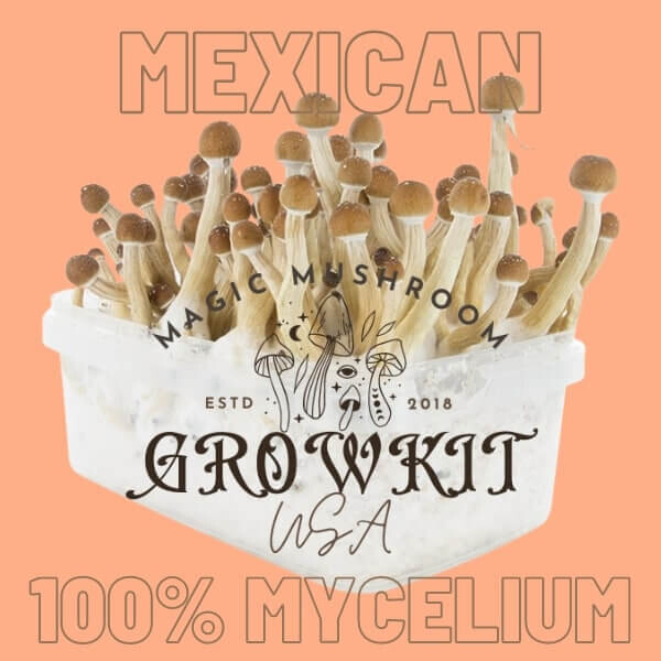 Mexican Magic Mushroom Grow Kit