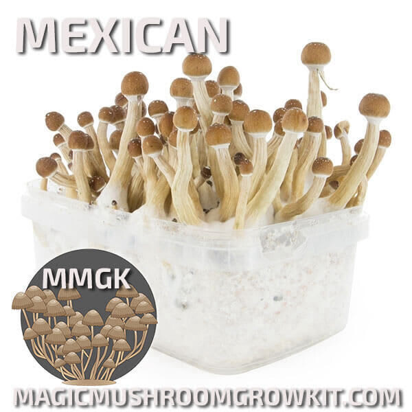 Mushroom Grow Kit Mexican