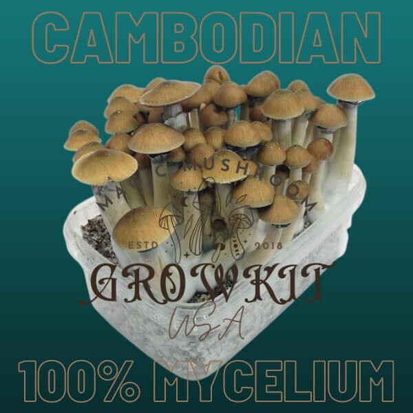 Cambodian Magic Mushroom Grow Kit