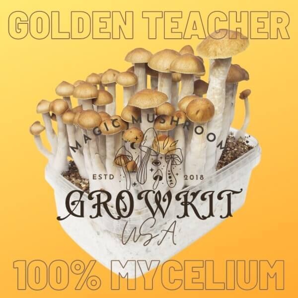 Golden Teacher Magic Mushroom Grow Kit