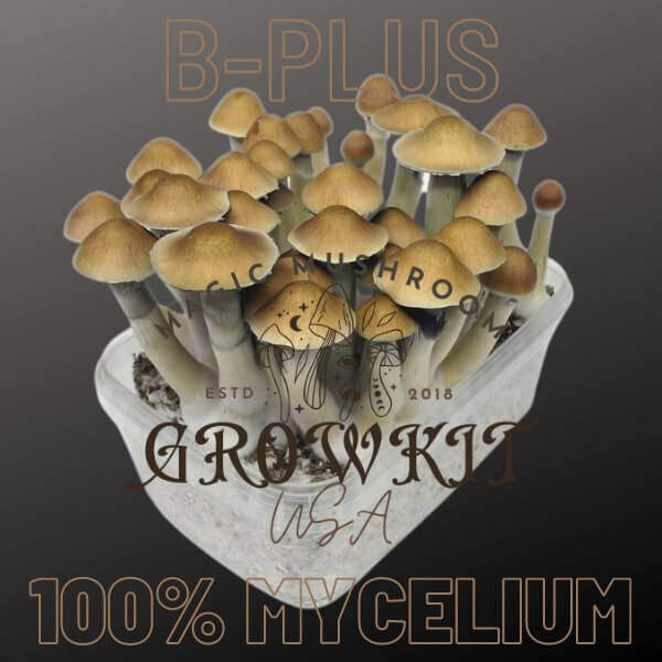 B-Plus Magic Mushroom Grow Kit