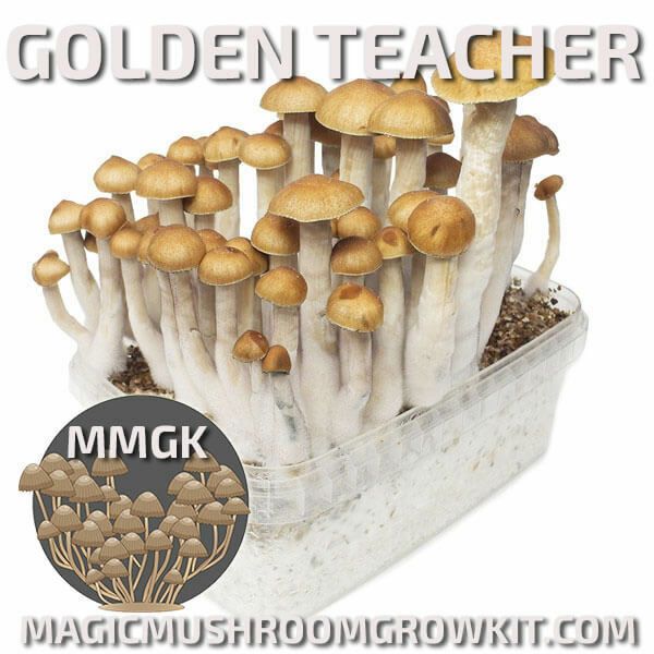 Mushroom Grow kit Golden Teacher