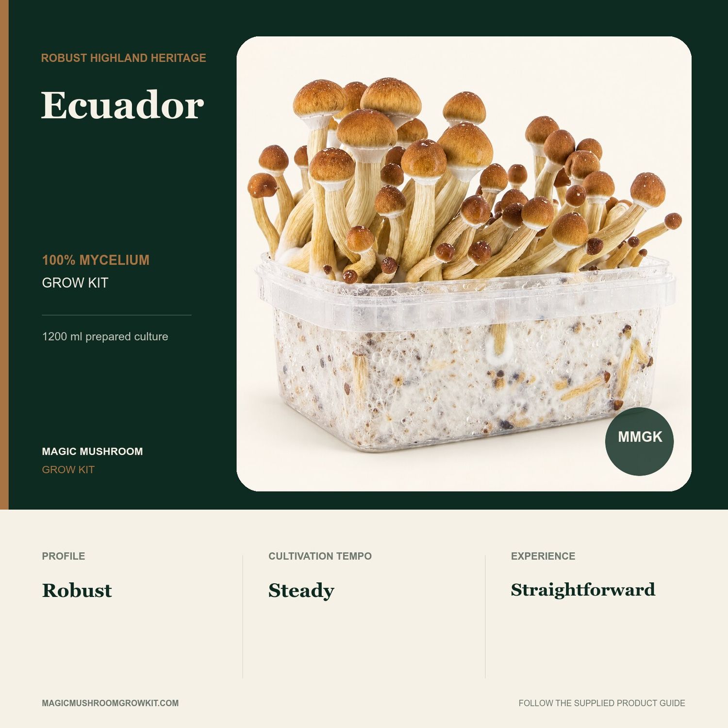 Ecuador 100% mycelium grow kit infographic showing a real broad fruiting cluster and a robust, steady profile