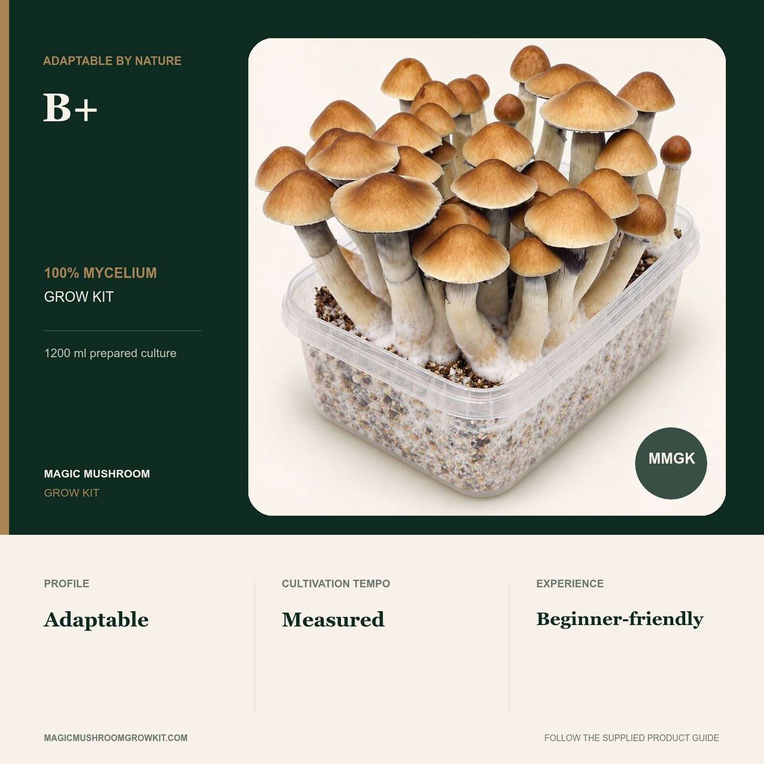 B+ 100% mycelium grow kit infographic showing a real fruiting kit with broad caps and an adaptable profile