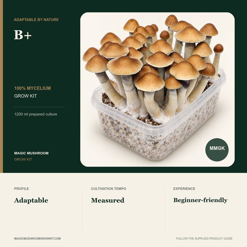 B+ 100% mycelium grow kit infographic showing a real fruiting kit with broad caps and an adaptable profile