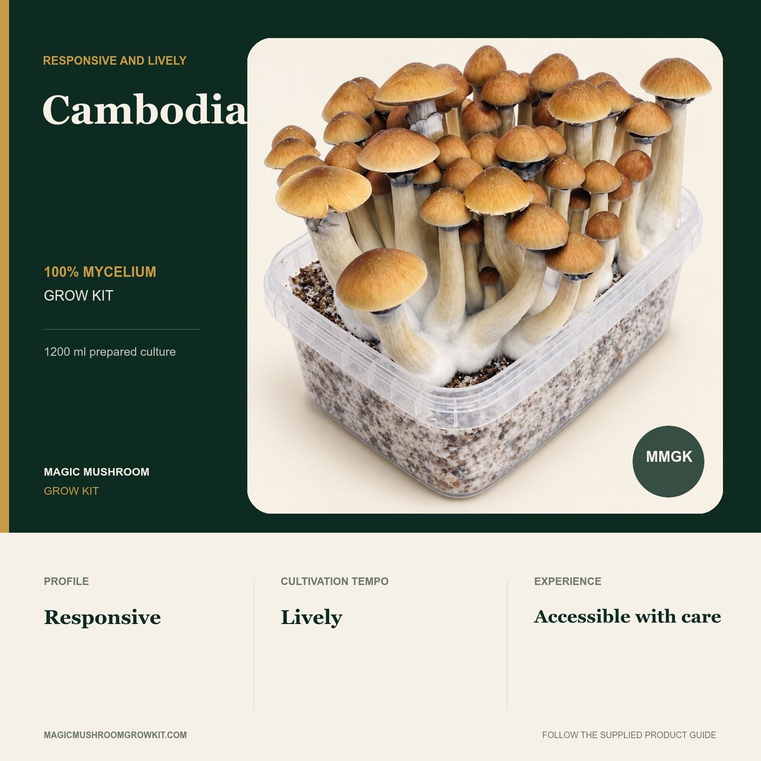 Cambodian 100% mycelium grow kit infographic showing a real dense fruiting cluster and a responsive profile