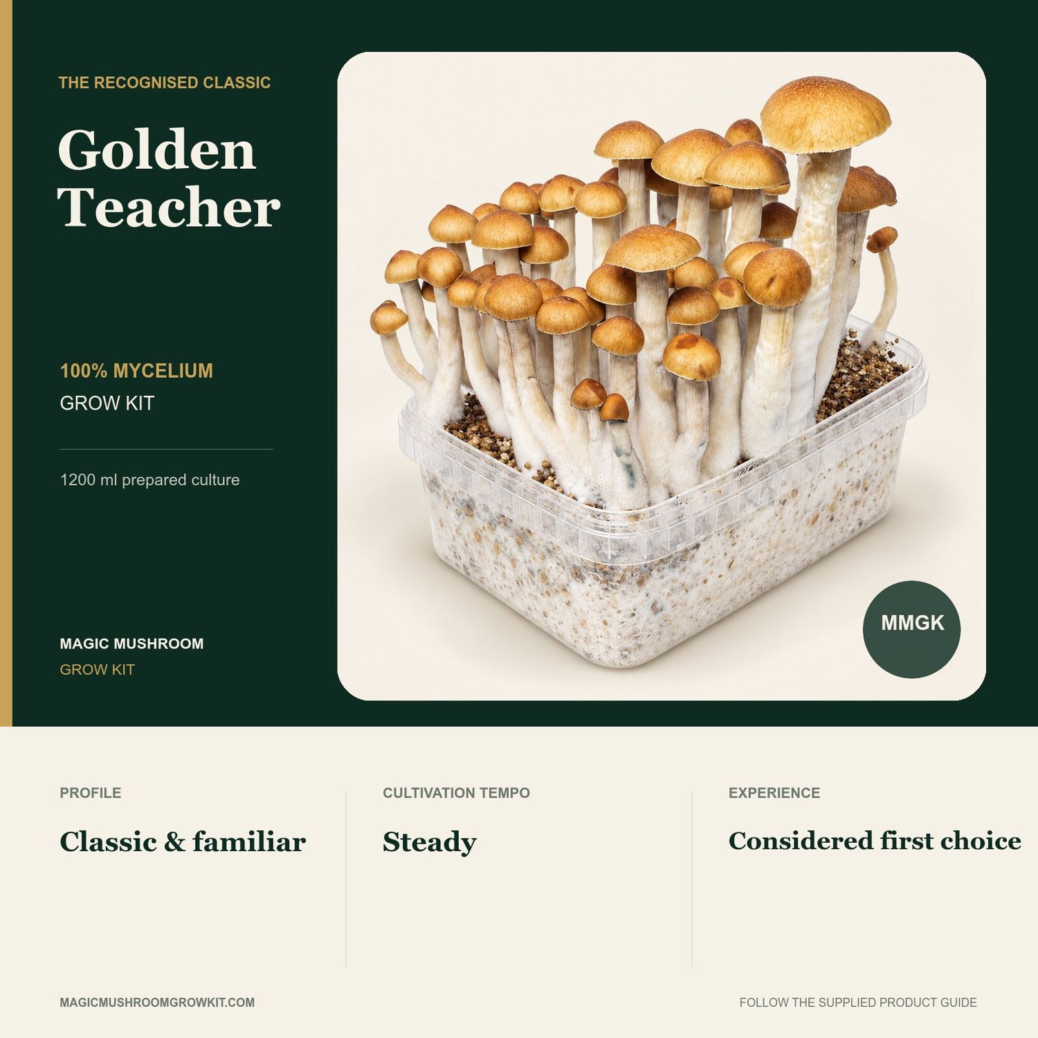 Golden Teacher 100% mycelium grow kit infographic showing a real fruiting kit and its steady cultivation profile