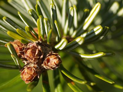 Silver Fir Essential Oil