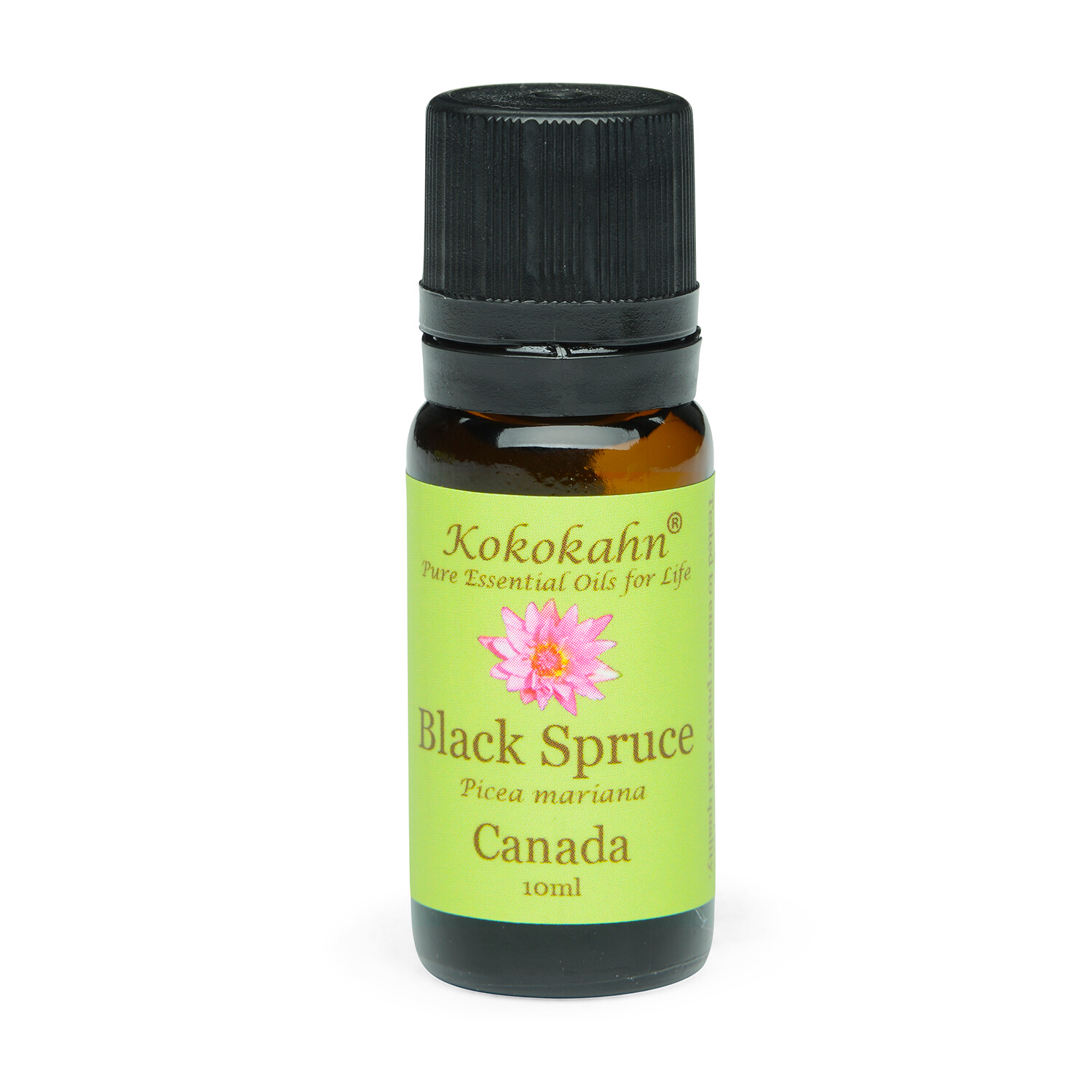 Black Spruce Essential Oil