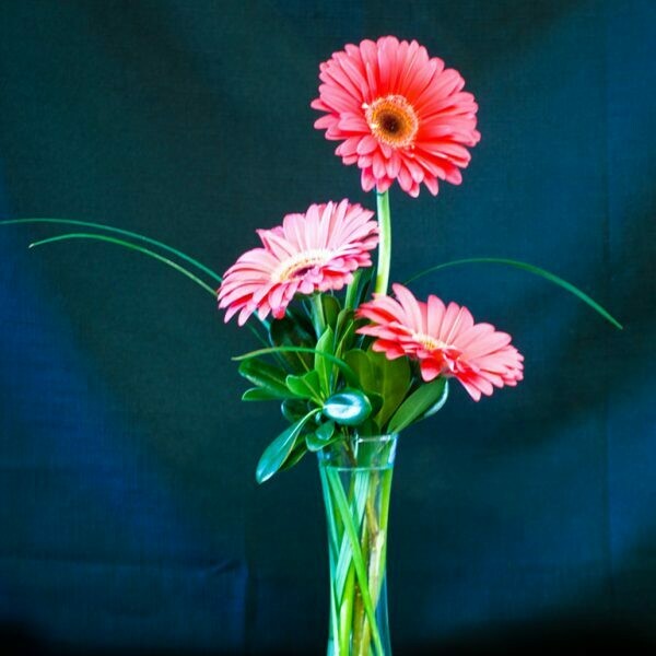 3 Gerbera Daisies in a Bud Vase