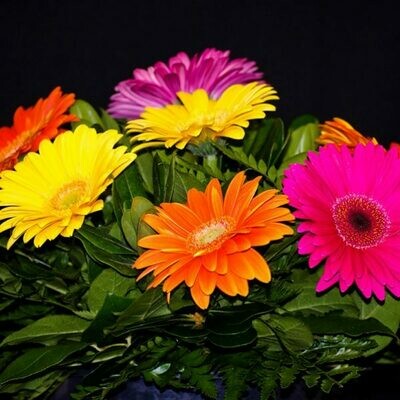 7 Colourful Gerbera Daisies in a Hand Tied Bouquet