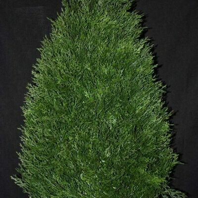Cedar or Boxwood Cone Tree 42″