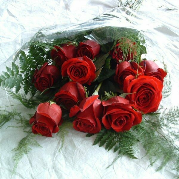 1 Dozen Red Roses in Cello