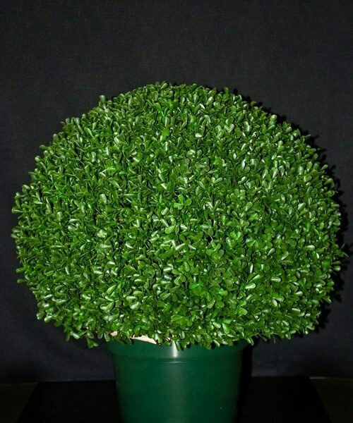 Teal Leaf Boxwood Globe 20″