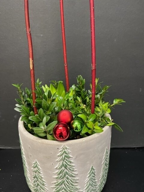 Amaryllis bulbs planted in a container dressed with boxwood cutting and a dogwood cage to support the stem when it grows.