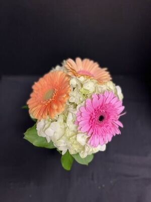 A sweet arrangement in a hobnail vase with a mojito hydrangea and three sherbet coloured gerberas
