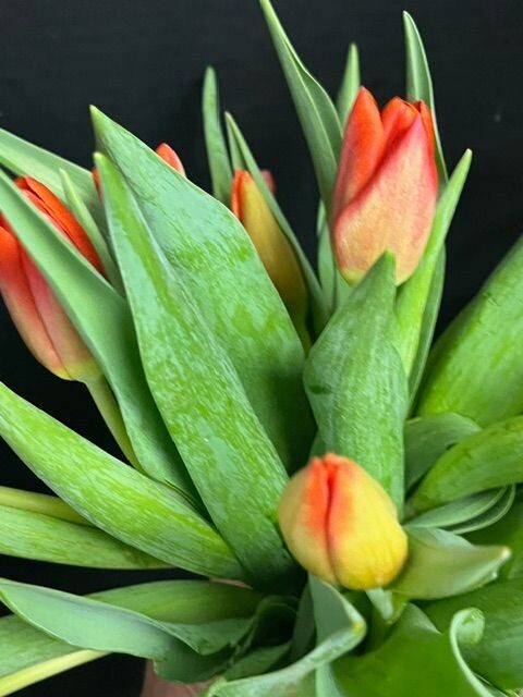 20 Orange Tulips Arranged in a Vase
