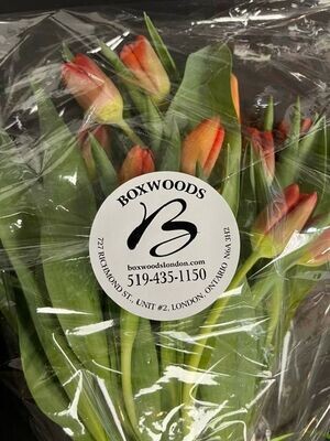 20 tulips in a cellophane wrap