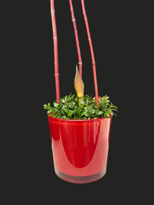 Amaryllis bulbs planted in a container dressed with boxwood cutting and a dogwood cage to support the stem when it grows.