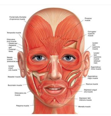 Level 4 Award in Facial Anatomy & Physiology (RQF) Level 4 Award in Facial Anatomy & Physiology (RQF)