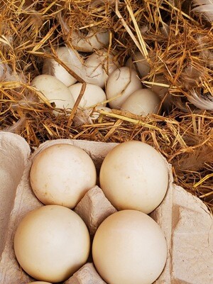 1/2 Dozen Duck Eggs - Corvus Farm 1/2 Dozen Duck Eggs - Corvus Farm