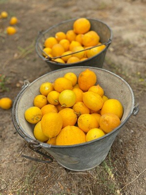 Meyer Lemons (1lb) - Monte Verde Farm Meyer Lemons (1lb) - Monte Verde Farm