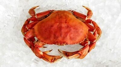 Whole Cooked Dungeness Crab Average - FV Areona (1.60 lbs)