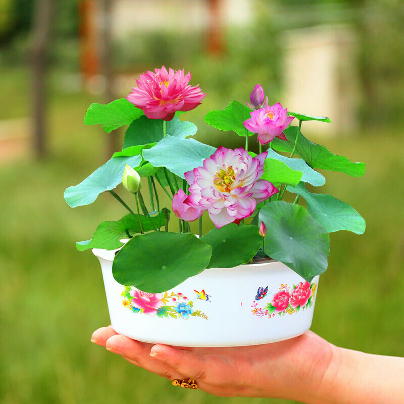 10pcs Lotus Seeds Bowl Water Lily Hydroponic Plants Rare Flower Bonsai Plant For Home Garden Diy Plant