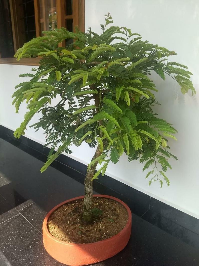 Ceylon Tamarind Seeds Grow In A Pot As A Bush Or Tree Tamarindus Indica Bonsai Herb Seeds For Home 10 Seeds Ceylon Tamarind Seeds Grow In A Pot As A Bush Or Tree Tamarindus Indica Bonsai Herb Seeds For Home 10 Seeds