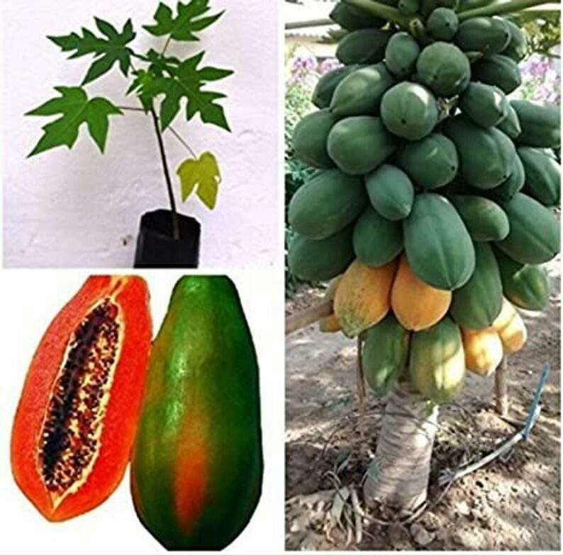 Sri Lankan Organic Papaya Plant Sun Dried Seed Pack Sweet Fruit For Germination 