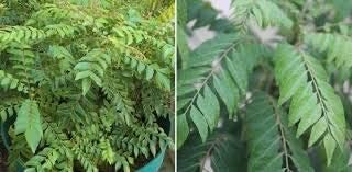 curry leaf plant seeds