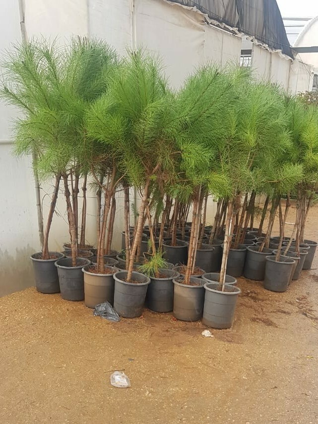Pine - صنوبر بلدي