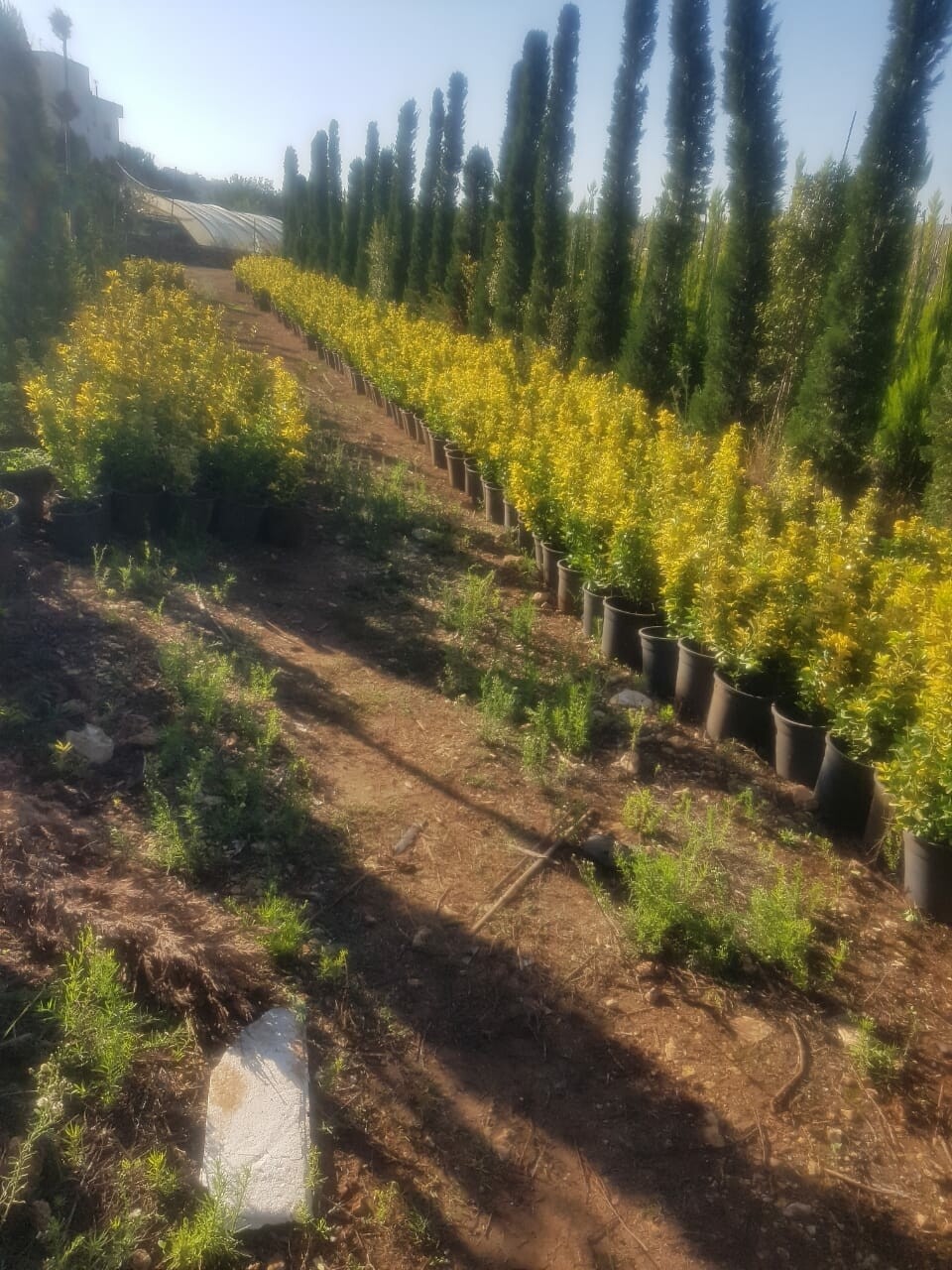 Golden Euonymus -  مرجان ذهبي ايطالي