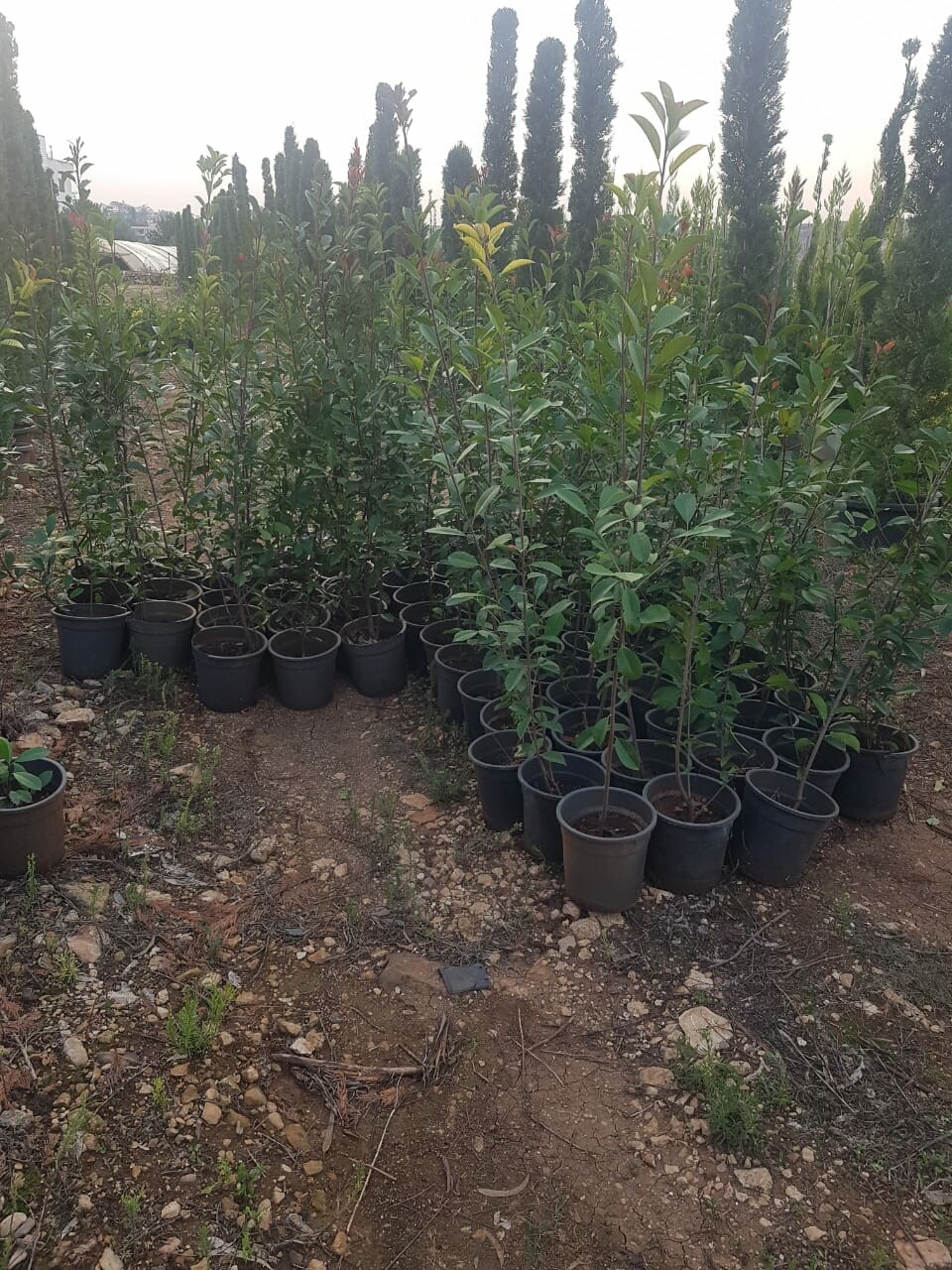 Photinia - فوتينيا