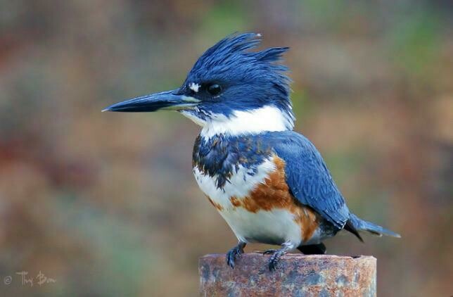 Songbird - Belted kingfisher - Martin-pêcheur