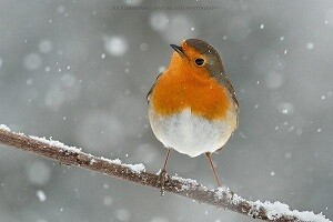 Songbird - European Robin - Rouge gorge