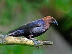 Songbird - Brown headed cowbird - Vacher à tête brune