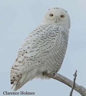 Songbird - Snowy Owl - Harfang des neiges