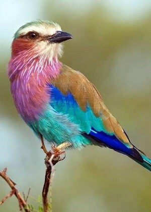Songbird - Lilac Breasted Roller - Rollier à longs brins