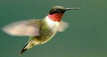 Songbird - Ruby Throated Hummingbird - Oiseau mouche gorge rouge