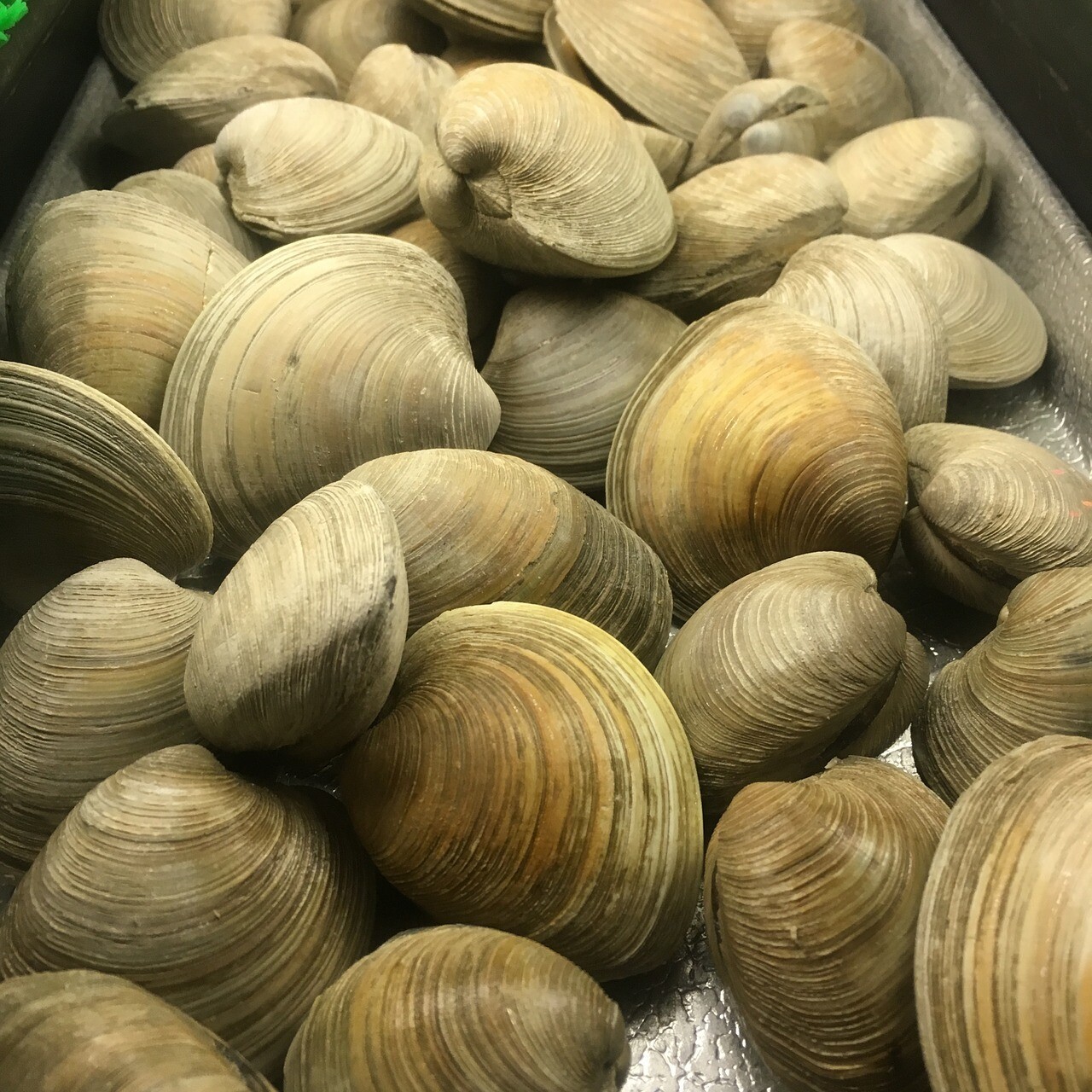 Manilla Clams -1#