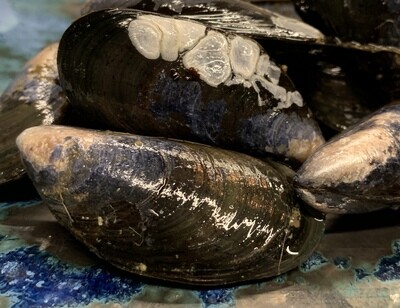 Penn Cove Mussels-1#