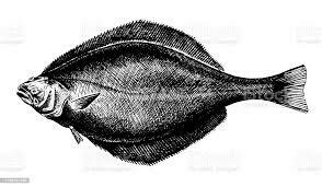 Fish Stock (FZ), FS-32oz